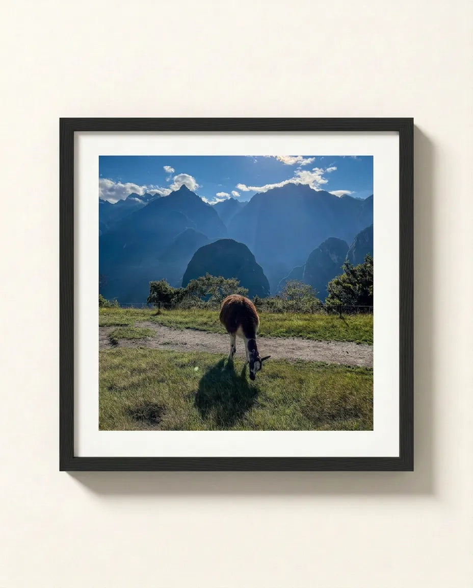 Llama in the Andes
