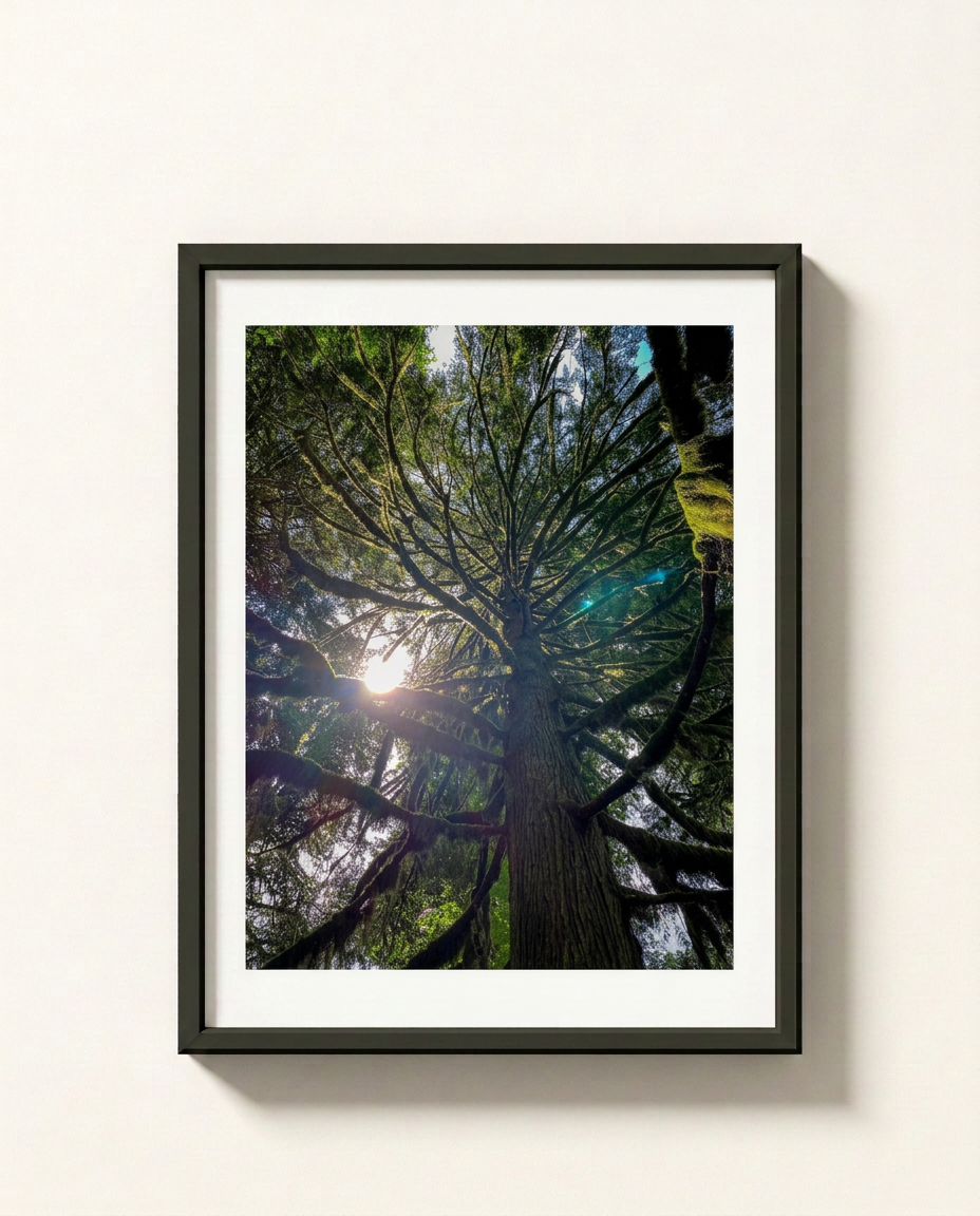A framed art print depicting a low-angle view looking up through the dense green canopy of a giant redwood forest, with bright sunlight filtering through the branches. The print is framed in a black frame with a white mat, mounted on a light beige wall.