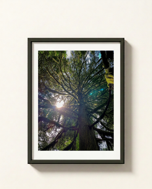 A framed art print depicting a low-angle view looking up through the dense green canopy of a giant redwood forest, with bright sunlight filtering through the branches. The print is framed in a black frame with a white mat, mounted on a light beige wall.