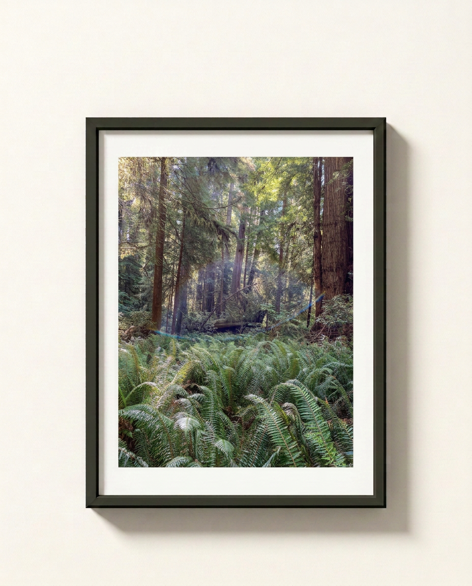 A framed art print depicting a lush redwood forest with green ferns in the foreground, mounted on a light beige wall.