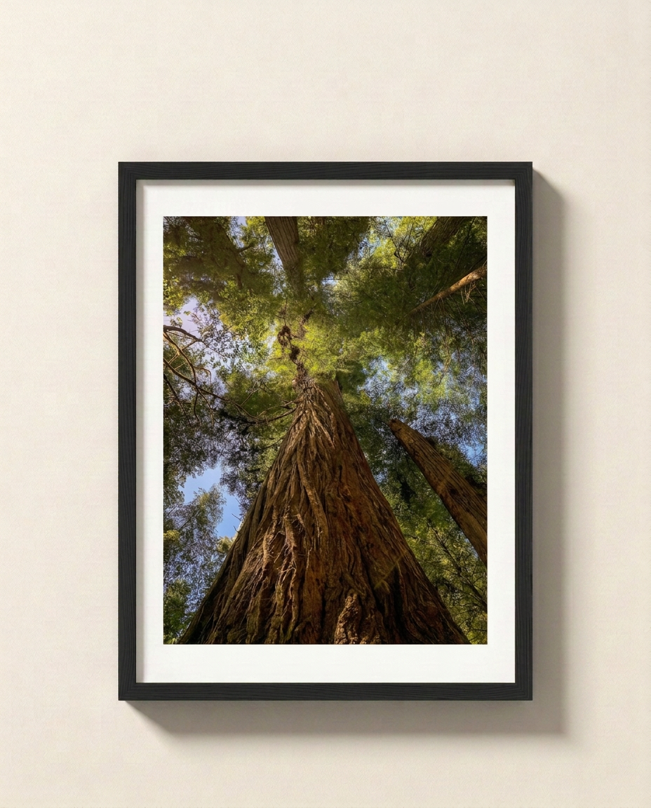 Redwoods