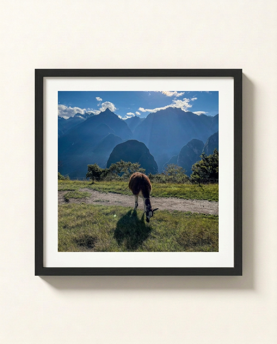 Llama in the Andes