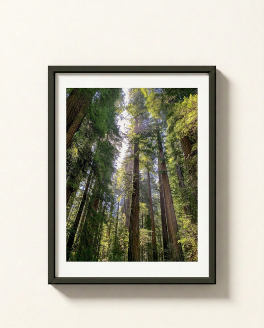 Framed wall art featuring a forest scene with tall redwood trees, shown hanging on a light beige wall. The print has a white mat and a black frame.