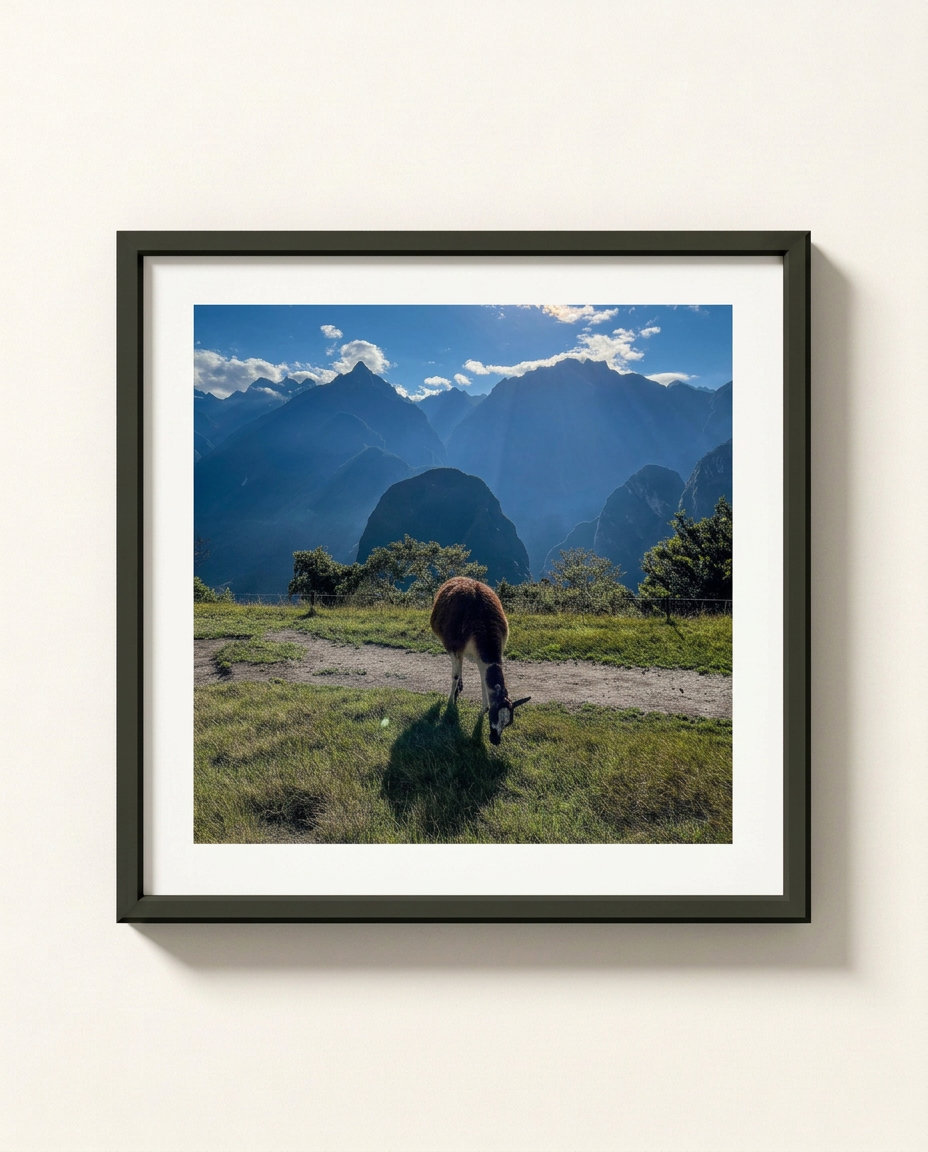 Framed wall art featuring a scenic landscape photograph of a llama grazing in a grassy field with dramatic blue mountains and a bright sky, displayed on a light beige wall.