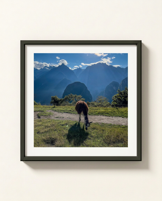 Framed wall art featuring a scenic landscape photograph of a llama grazing in a grassy field with dramatic blue mountains and a bright sky, displayed on a light beige wall.