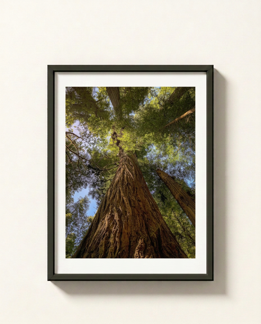 Framed wall art featuring a low-angle photograph of massive redwood trees reaching toward the sky, displayed in a black frame with a white mat against a light beige wall.